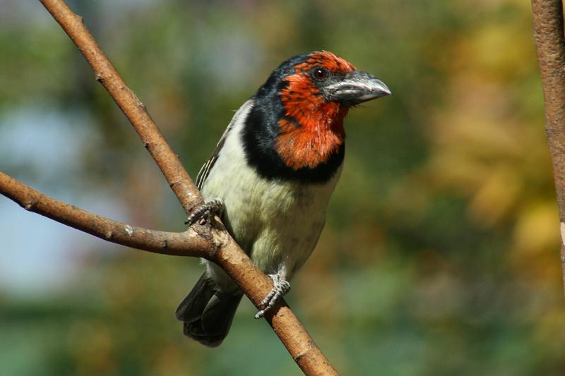 frieda 024.JPG - Waar is die appels vandag?